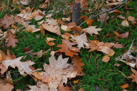 autumn leaves on top of green grass